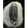 Crotalocephalina gibbus trilobites fosil
