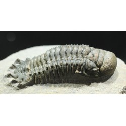 Crotalocephalina gibbus trilobites fosil