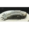 Crotalocephalina gibbus trilobites fosil