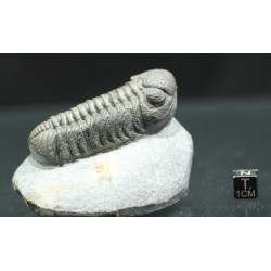 Trilobites morocops ovatus