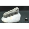 Trilobites morocops ovatus