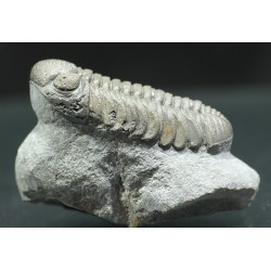 Trilobites morocops ovatus
