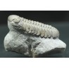 Trilobites morocops ovatus