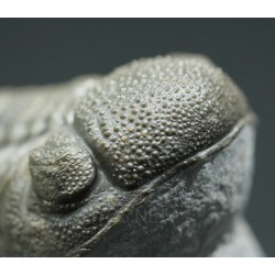 Trilobites morocops ovatus