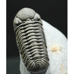 Trilobites morocops ovatus