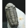 Trilobites morocops ovatus