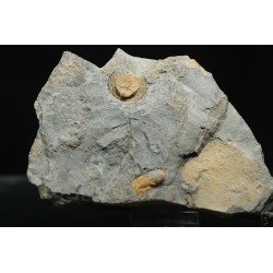 Declivolithus y degamella