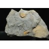 Declivolithus y degamella
