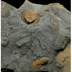 Declivolithus y degamella