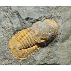 Declivolithus y degamella