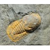 Declivolithus y degamella