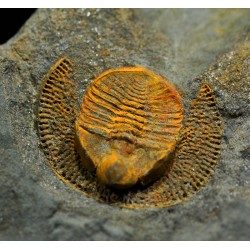 Declivolithus y degamella