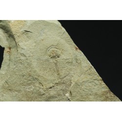Trilobites protolenus