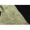 Trilobites protolenus