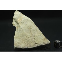 Trilobites protolenus