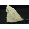Trilobites protolenus