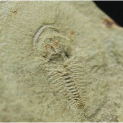 Trilobites protolenus