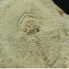 Trilobites protolenus