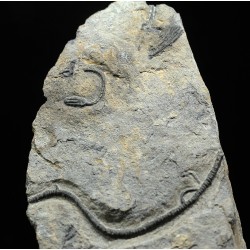 Cupressocrinites