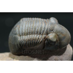 Paralejurus rehamnanus