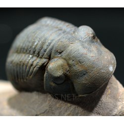 Paralejurus rehamnanus