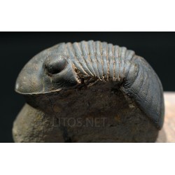 Paralejurus rehamnanus