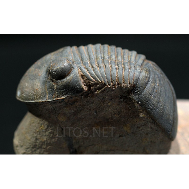 Paralejurus rehamnanus Paralejurus rehamnanus