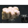 Rodocrosita mineral