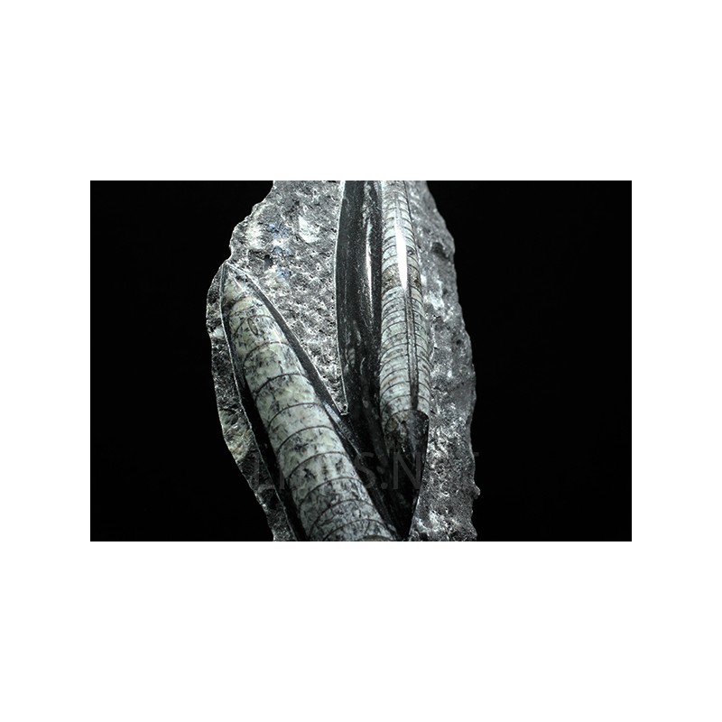 Orthoceras michelinoceras s.p. fosil Orthoceras michelinoceras s.p. fosil