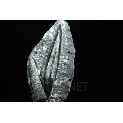 Orthoceras michelinoceras s.p. fosil