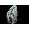 Orthoceras michelinoceras s.p. fosil