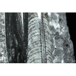 Orthoceras michelinoceras s.p. fosil