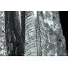 Orthoceras michelinoceras s.p. fosil