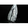 Orthoceras michelinoceras s.p. fosil
