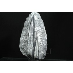 Orthoceras michelinoceras s.p. fosil