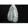 Orthoceras michelinoceras s.p. fosil