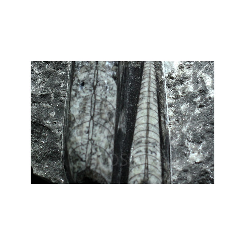 Orthoceras michelinoceras s.p. fosil Orthoceras michelinoceras s.p. fosil