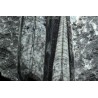 Orthoceras michelinoceras s.p. fosil