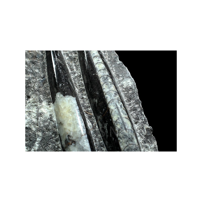 Orthoceras michelinoceras s.p. fosil Orthoceras michelinoceras s.p. fosil