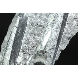 Orthoceras michelinoceras s.p. fosil