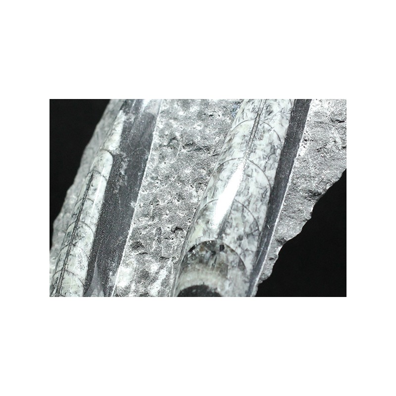 Orthoceras michelinoceras s.p. fosil Orthoceras michelinoceras s.p. fosil