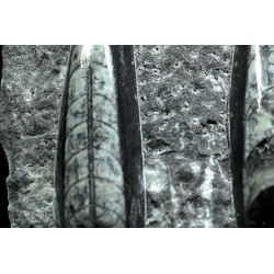 Orthoceras michelinoceras s.p. fosil