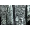 Orthoceras michelinoceras s.p. fosil