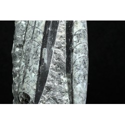 Orthoceras michelinoceras s.p. fosil