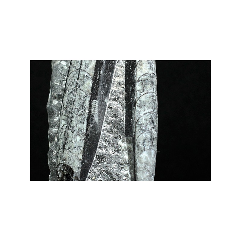 Orthoceras michelinoceras s.p. fosil Orthoceras michelinoceras s.p. fosil