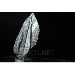Orthoceras michelinoceras s.p. fosil