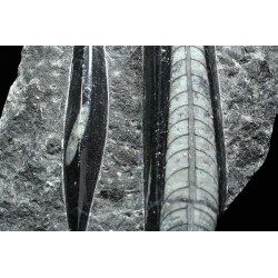 Orthoceras michelinoceras s.p. fosil