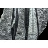 Orthoceras michelinoceras s.p. fosil