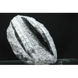 Orthoceras michelinoceras s.p. fosil