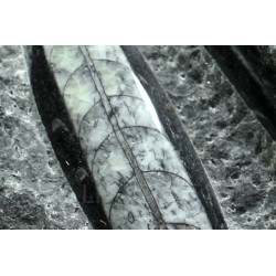 Orthoceras michelinoceras s.p. fosil